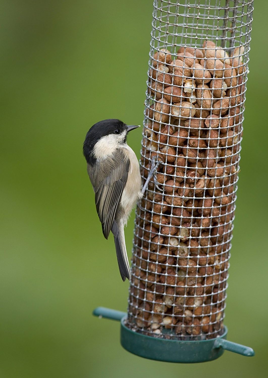 Copdock Mill Peanuts for Wild Birds - Peanut Kernels Bird Feed 20kg - High In Energy, Protein Rich Wild Bird Peanuts - Bird Seeds for Small Garden Birds