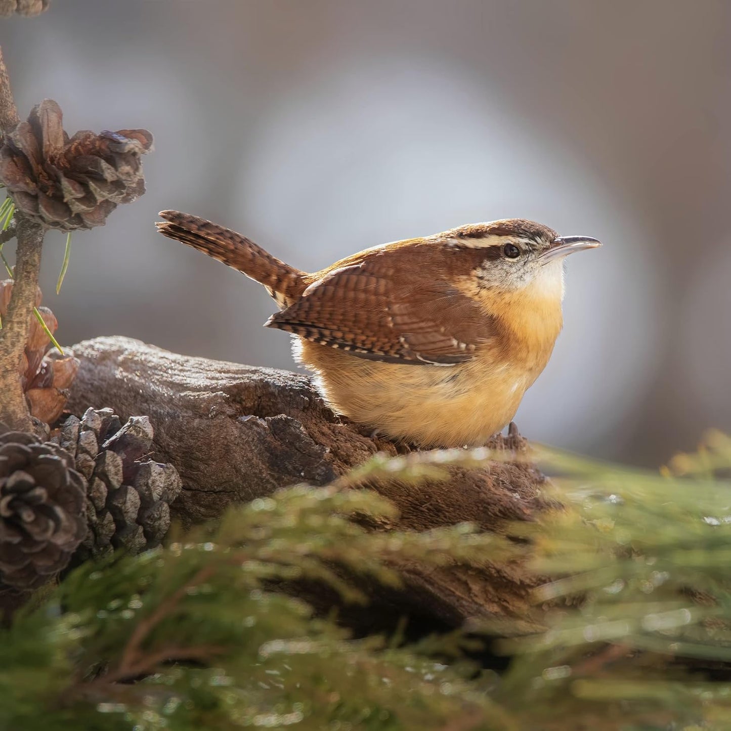 Copdock Mill Peanuts for Wild Birds - Peanut Kernels Bird Feed 20kg - High In Energy, Protein Rich Wild Bird Peanuts - Bird Seeds for Small Garden Birds
