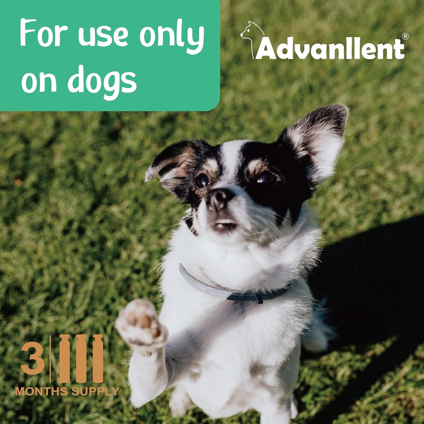 Natural Spot on Flea and Tick Treatment for Dogs, Flea and Tick Prevention for Dogs, Dog Flea Treatment, Fast Acting & Waterproof, 3 Pipettes (2-10kg Small Dogs)