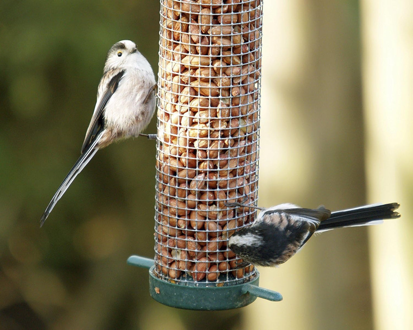 Copdock Mill Peanuts for Wild Birds - Peanut Kernels Bird Feed 20kg - High In Energy, Protein Rich Wild Bird Peanuts - Bird Seeds for Small Garden Birds