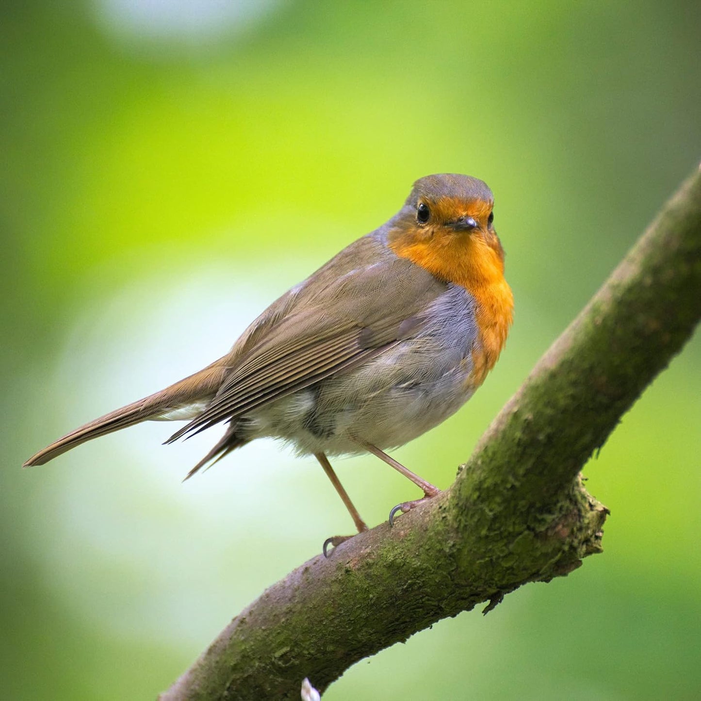 Copdock Mill Peanuts for Wild Birds - Peanut Kernels Bird Feed 20kg - High In Energy, Protein Rich Wild Bird Peanuts - Bird Seeds for Small Garden Birds
